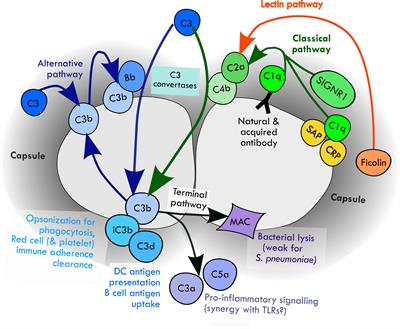 Streptococcus pneumoniae interactions with the complement system